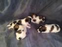Teddy Bear Breeders in Illinois, Wisconsin and Minnesota Have a Hard Time Matching the History of Purebredpups Located in Iowa.  Over 20 years of Breeding!  The Puppies for sale are ready now!